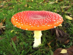 three examples of photo manipulation - Fly Agaric mushroom